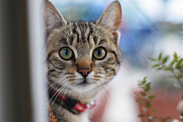 Naklejka na ściany i meble Closeup portrait of adorable domestic cat whit green eyes