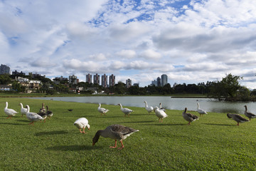 Fototapeta na wymiar Barigui park in Curitiba Parana Brazil.