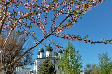 cherry tree in bloom in the garden of Astrakhan Kremlin with Trinity Cathedral in the background