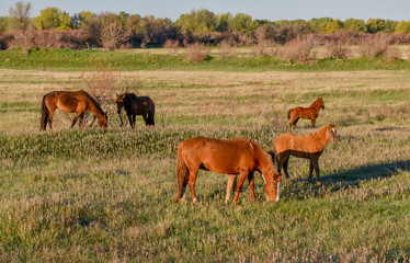 Naklejka na ściany i meble horses pasturing on the field in spring Astrakhan region, Russia