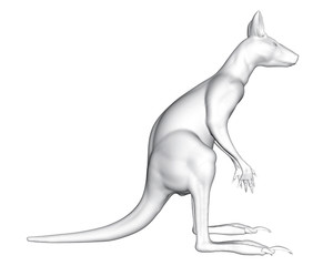 Obraz na płótnie Canvas Kangaroo