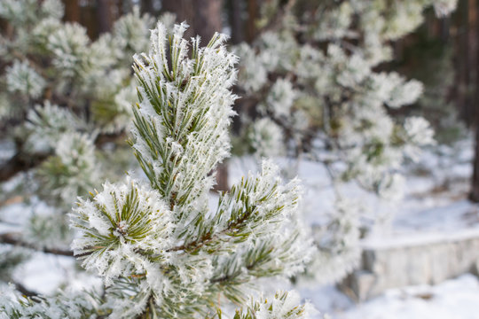 Fototapeta Pines in winter