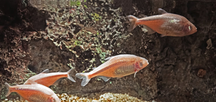 Blind cave fish or Mexican tetra on Nature Background