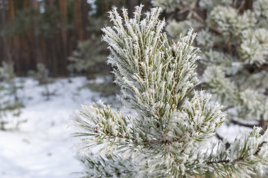 Fototapeta Pines in winter