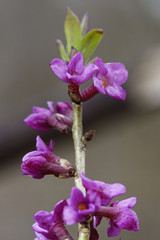 Echte Seidelbast, Daphne mezereum