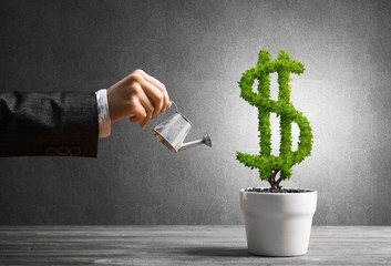 Concept of investment income and growth with money tree in pot