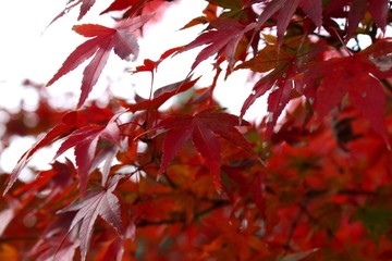 根来寺の紅葉