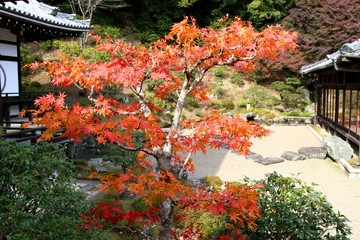 根来寺の紅葉