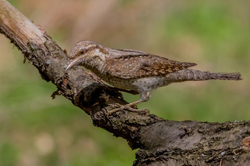 wryneck, animal, nature, bird