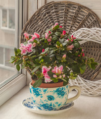 Azalea (rhododendron)  in vintage pot