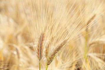 Ripe barley close up on field. 