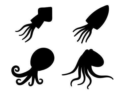 Squid, octopus and cuttlefish in icons and symbol