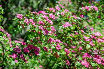 Obraz premium Crataegus Pauls Scarlet blooms in the botanical garden 