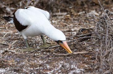 Nazca booby (Sula granti) collectng nesting material, Genovesa Island, Galapagos Islands, Ecuador