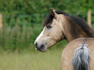 Welsh Pony
