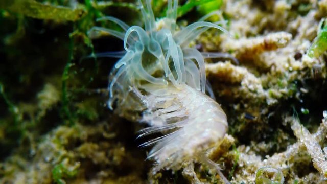 A small crustacean of the genus Gammarus, caught by a small Actinia - an invader in the Black Sea Diadumene lineta, Odessa Bay
