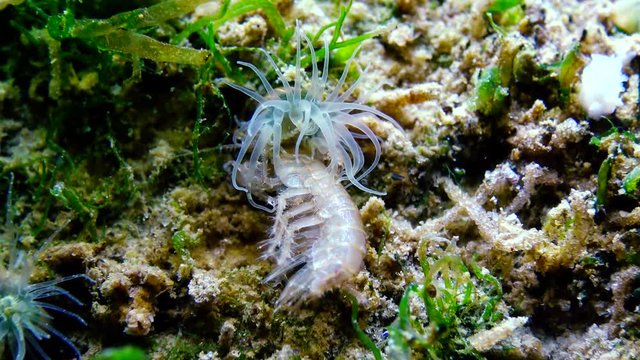 A small crustacean of the genus Gammarus, caught by a small Actinia - an invader in the Black Sea Diadumene lineta, Odessa Bay