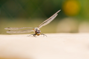 Beautiful dragonfly with transparent wings