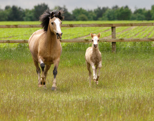 Running Mare and Foal