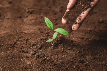 Plant a tree growing plant The soil and seedlings in the old hand nature light