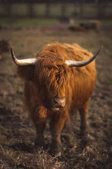 Foto op Canvas Schotse Hooglanders © Sylvia Bentele
