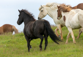 Obraz premium A herd of Icelandic horses in a pasture in Iceland
