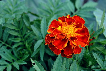 Close-up of Marigold (Tagetes erecta, Mexican, Aztec or African flower) with leaves in green garden for wedding card or invitation. Beautiful fluffy plant macro. Herbal plantation of french varieties
