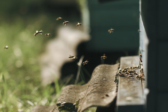 Close up of honey bees