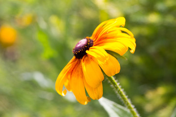 Floral postcard for your design