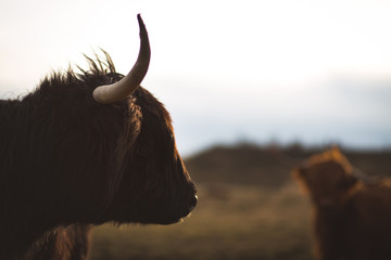 Scottish Highland Cattle