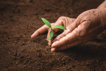 Plant a tree growing plant The soil and seedlings in the old hand nature light