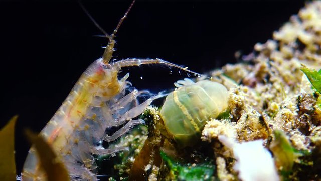 A small crustacean of the genus Gammarus, caught by a small Actinia - an invader in the Black Sea Diadumene lineta, Odessa Bay