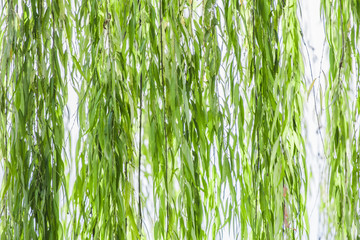 Willow leaves swaying in the wind