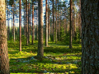 Obraz premium Sunny summer pine forest with detail of tree trunk bark. Close up coniferous park with reindeer moss texture in morning sun light. Thick spruce background. Conifer pattern macro in early autumn woods.