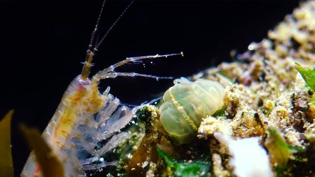 A small crustacean of the genus Gammarus, caught by a small Actinia - an invader in the Black Sea Diadumene lineta, Odessa Bay