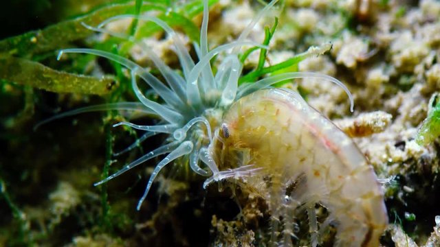 A small crustacean of the genus Gammarus, caught by a small Actinia - an invader in the Black Sea Diadumene lineta, Odessa Bay