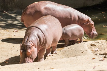 Family of hippos on a walk