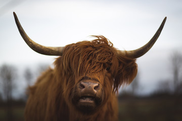 Scottish Highland Cattle