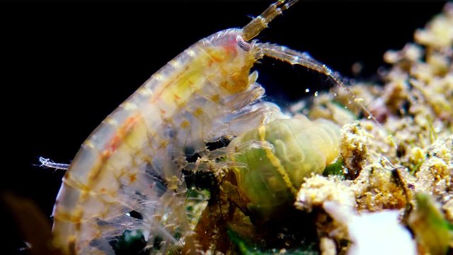 A small crustacean of the genus Gammarus, caught by a small Actinia - an invader in the Black Sea Diadumene lineta, Odessa Bay