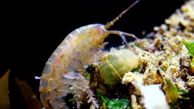 A small crustacean of the genus Gammarus, caught by a small Actinia - an invader in the Black Sea Diadumene lineta, Odessa Bay