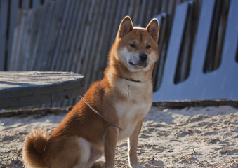 Naklejka na ściany i meble Dog-red shiba on the seafront at the fence