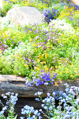 Colorful blooming daisy garden.