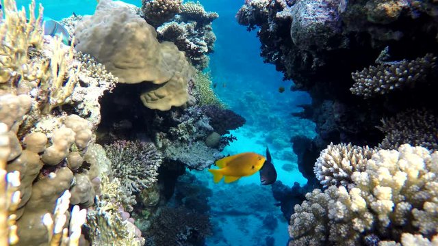 Video shooting at a shallow depth. The corals and tropical fish. 
