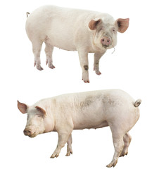 set of farm animal. pig isolated on white bac