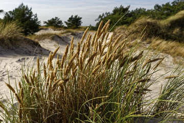 Fototapeta premium Darßer Ort am Darßer Weststrand, Nationalpark Vorpommersche Boddenlandschaft, Mecklenburg Vorpommern, Deutschland