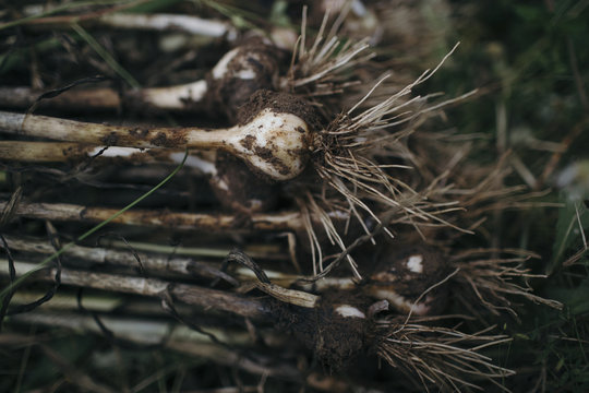 garlic