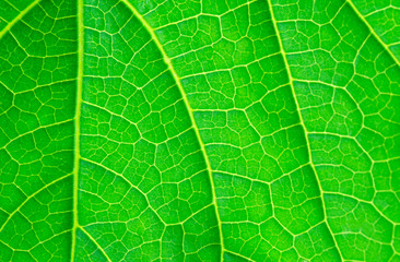 Closeup of Leaf Texture. using as a background or wallpaper.