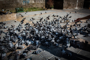 Menge der Tauben - eine Menge der Tauben, die in einem öffentlichen Quadrat in der Stadt stehen und hoffen, gefüttert zu werden.