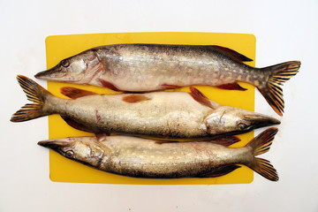Freshly caught northern pikes (Esox lucius L.) on a cutting board