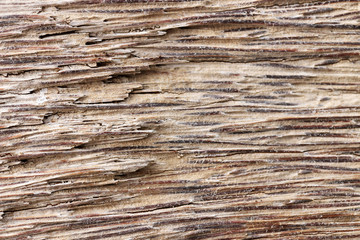 Naklejka premium Old dead coconut palm (Cocos nucifera L.) trunk with expressed central cylinder texture on the Indian Ocean coast